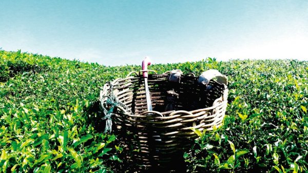 infuenvase-plantacion-de-te-matcha-rooibos-envasado-de-te-