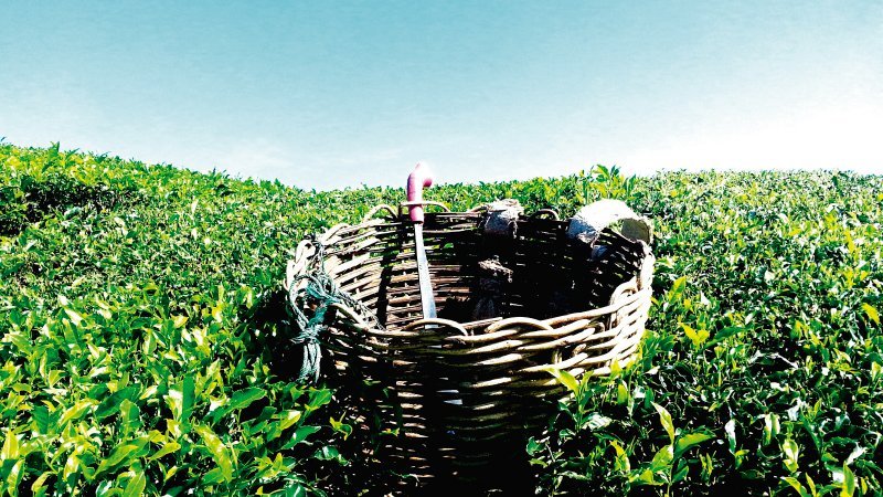 infuenvase-plantacion-de-te-matcha-rooibos-envasado-de-te-